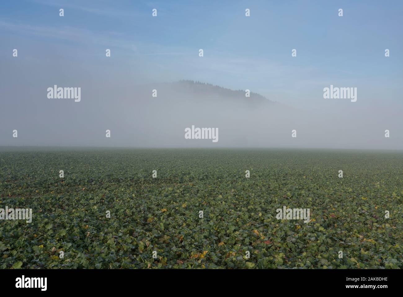 Neblige Landschaft, Oberweser, Wesertal, Weserbergland, Nordrhein-Westfalen, Hessen, Deutschland Stockfoto