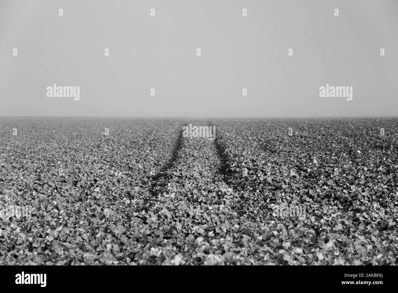 Neblige Landschaft, Oberweser, Wesertal, Weserbergland, Nordrhein-Westfalen, Hessen, Deutschland Stockfoto