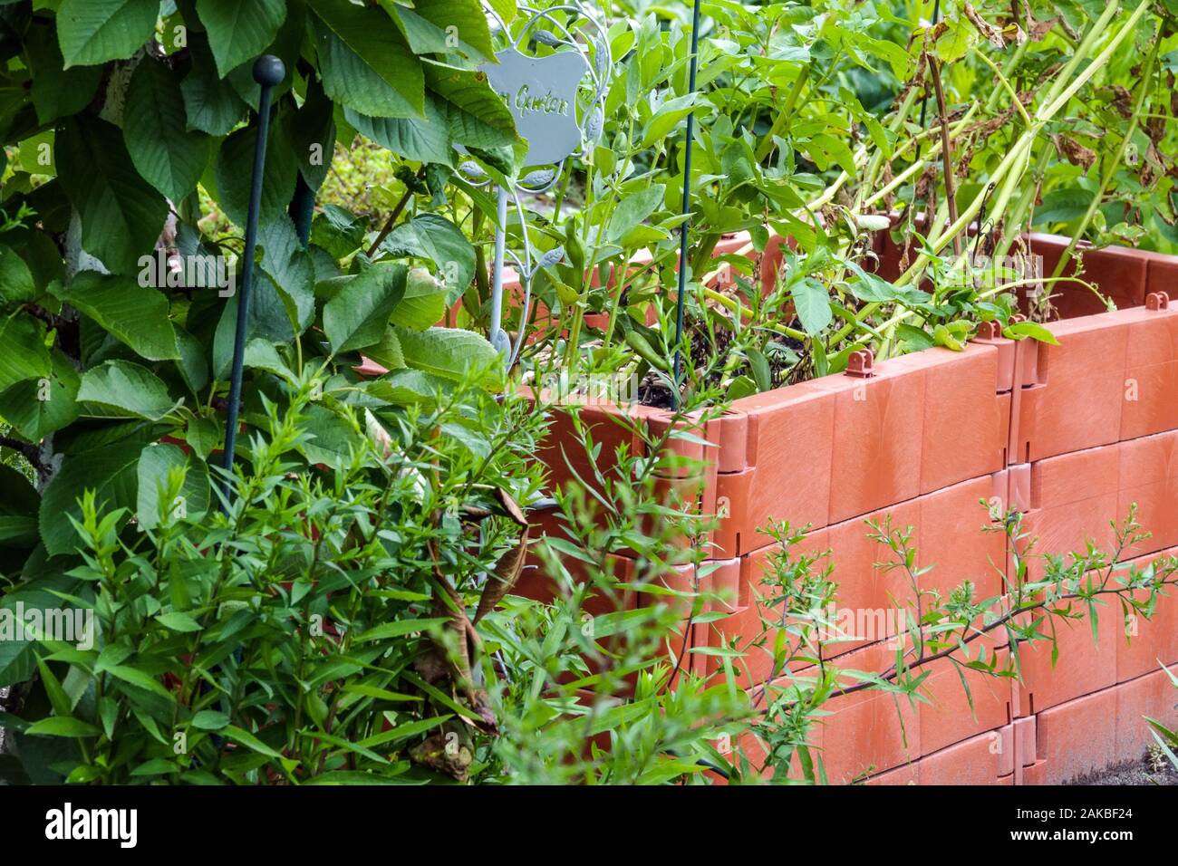 Kunststoffkomposter in der Zuteilung überwachsener Gartenkompostpflanzen Stockfoto