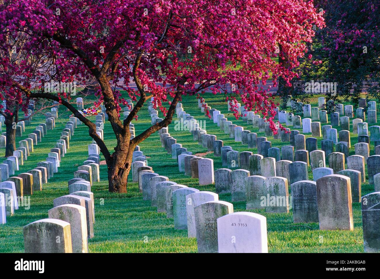 Arlington Nationalfriedhof Arlington, Virginia, USA Stockfoto