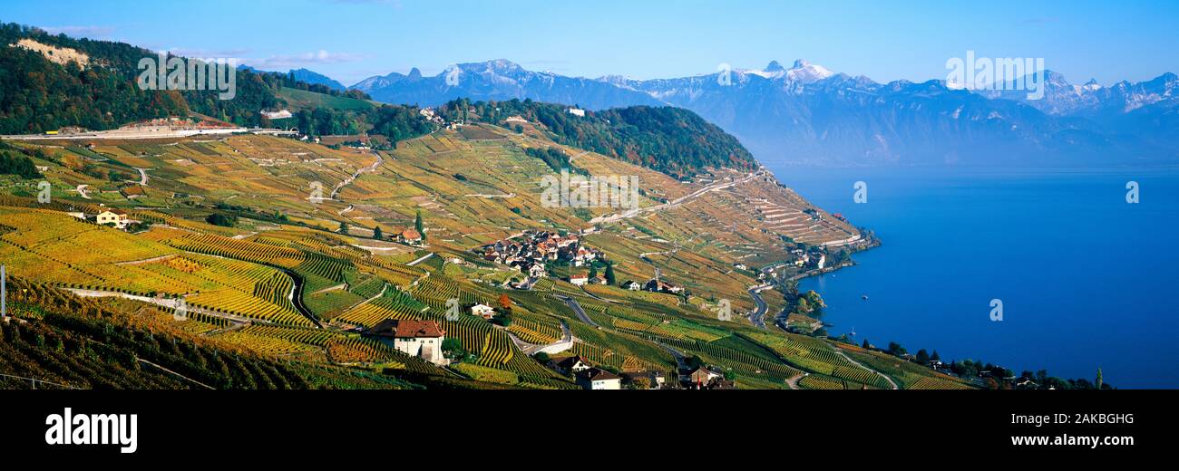 Weinbergen von Lavaux, Schweiz Stockfoto
