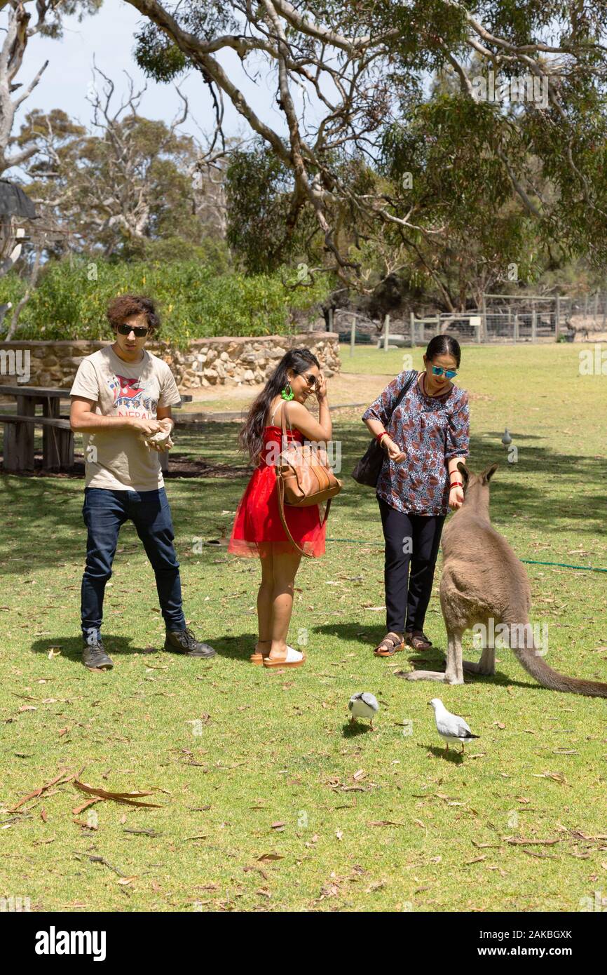 Australien Tourismus; Touristen, die Kängurus, Urimbirra Wildpark, in der Nähe von Adelaide, South Australia füttern Stockfoto