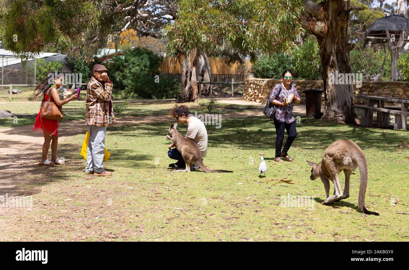 Australien Tourismus; Touristen, die Kängurus, Urimbirra Wildpark, in der Nähe von Adelaide, South Australia füttern Stockfoto