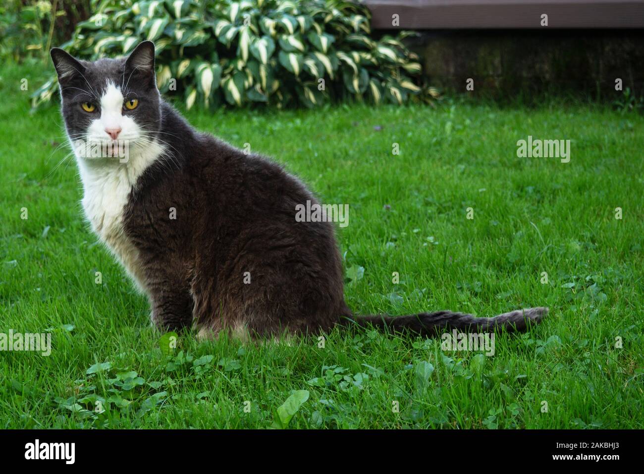 Ältere Katze sitzt auf einer Wiese im Sommer Stockfoto