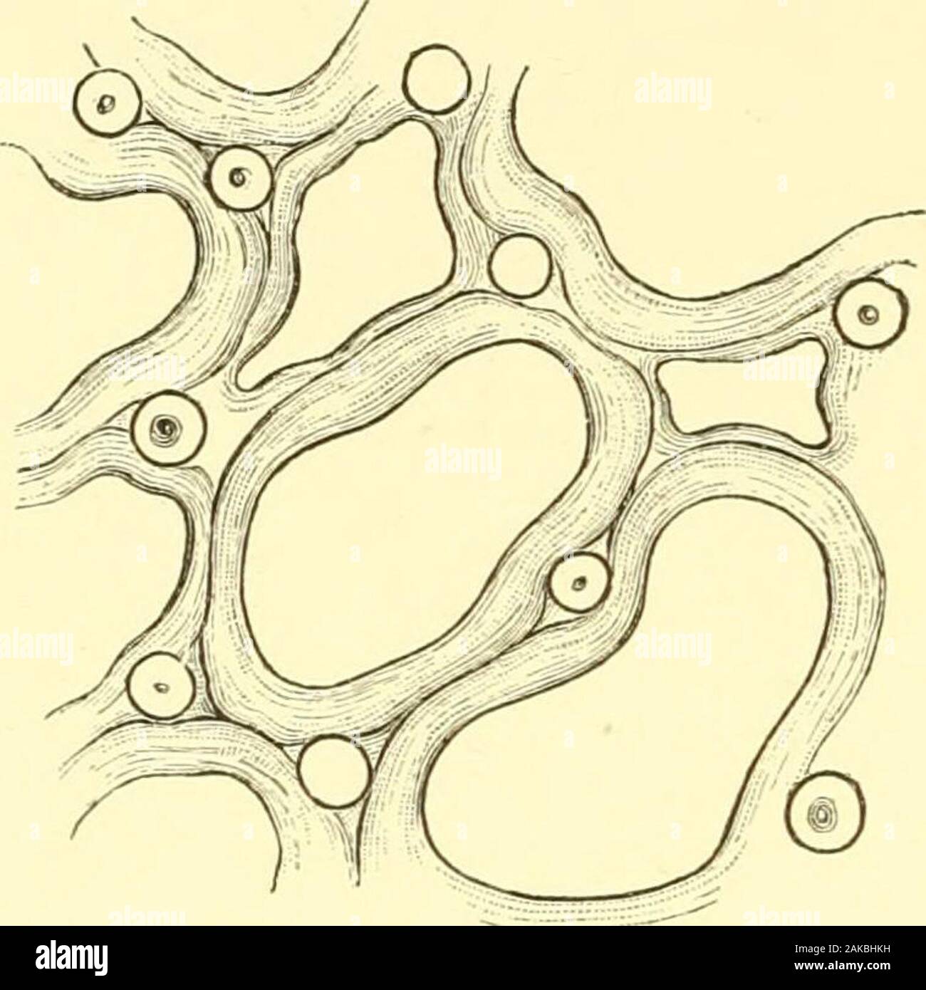 Über die Struktur und die affinitäten der Gattung Monticulipora und seine untergeordneten Gattungen, mit kritischen Beschreibungen von Illustrativen Arten. der Abgrenzung zwischen adjoiningtubes wird nie ganz verdeckt. Kleiner corallites aredeveloped in variable Anzahl zwischen denen der durchschnittliche Zusatzbudget. Auch durchsetzt in der Wanddicke des thecorallites oder in ihren Winkeln der Kreuzung sind numerouscircular hohlen Röhrchen, die obere Kündigungen, die appearon der Oberfläche als die stumpfe Stacheln zuvor angedeutet. Re-Mote, vollständig und etwa horizontal tabulae sind entwickelt, in Stockfoto