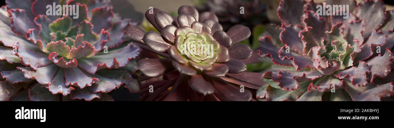 Sukkulenten in Wintergarten angebaut Stockfoto