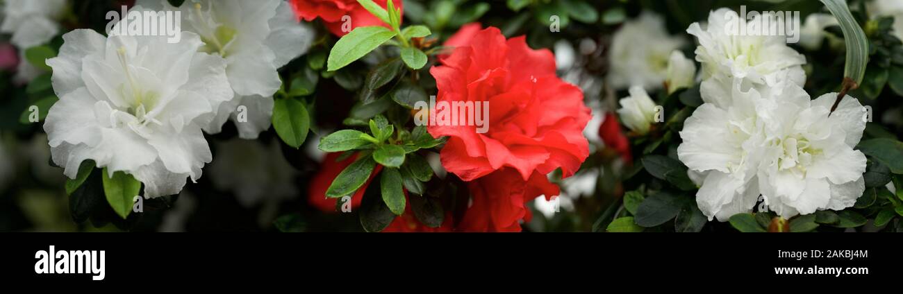 Blumen im Wintergarten angebaut Stockfoto