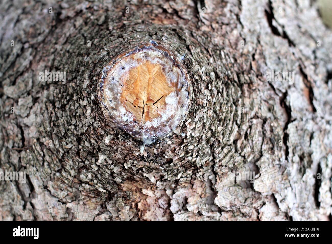 Nahaufnahme des infizierten Baum mit einer Kruste abdecken Stockfoto