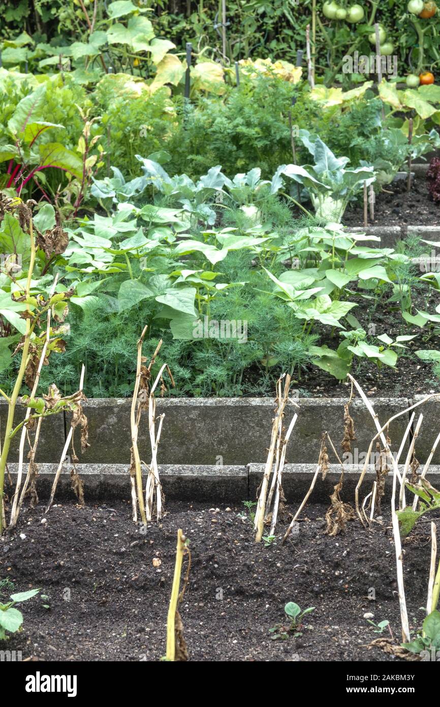 Gemüsegarten im Spätsommer Stockfoto
