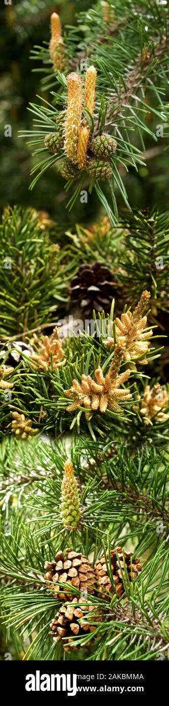 Feder Evergreens in Seattle, Washington, USA Stockfoto