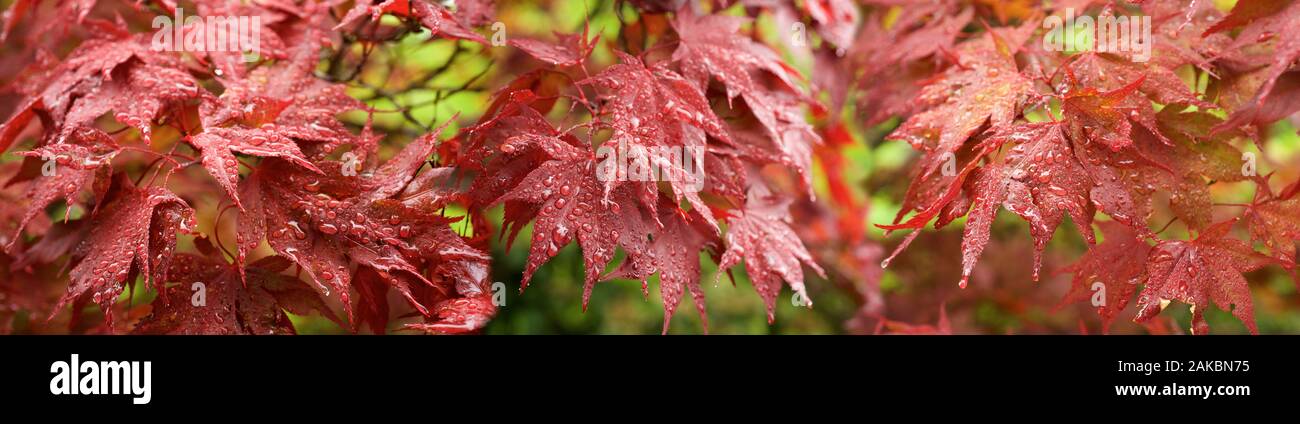 Frühling ahorn Blätter, Seattle, Washington, USA Stockfoto