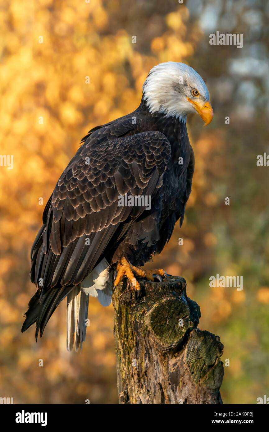 Schöner und majestätischer Weißkopfseeadler/amerikanischer Adler (Haliaetus leucocephalus) auf einem Ast. Herbsthintergrund mit gelben, braunen und grünen Farben. Stockfoto