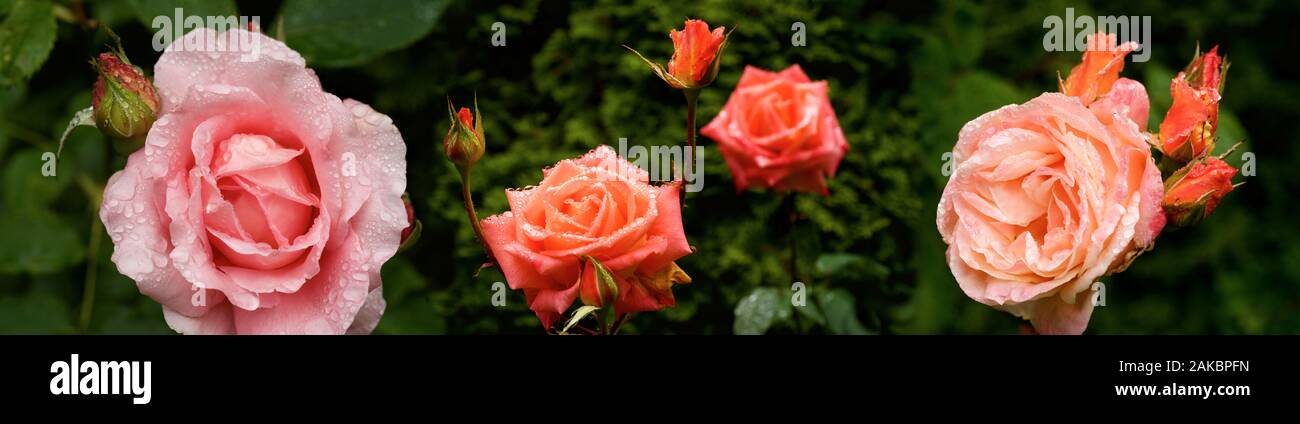 Frühling Rosen Tautropfen, Seattle, Washington, USA Stockfoto