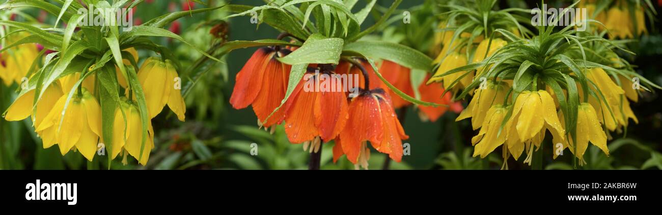 Multi farbige Blumen Stockfoto