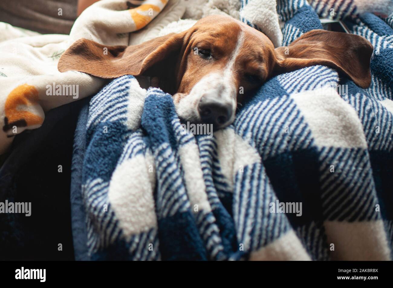 Niedlicher Basset-Hund mit großen Ohren schlafen in Decken zu Hause Stockfoto
