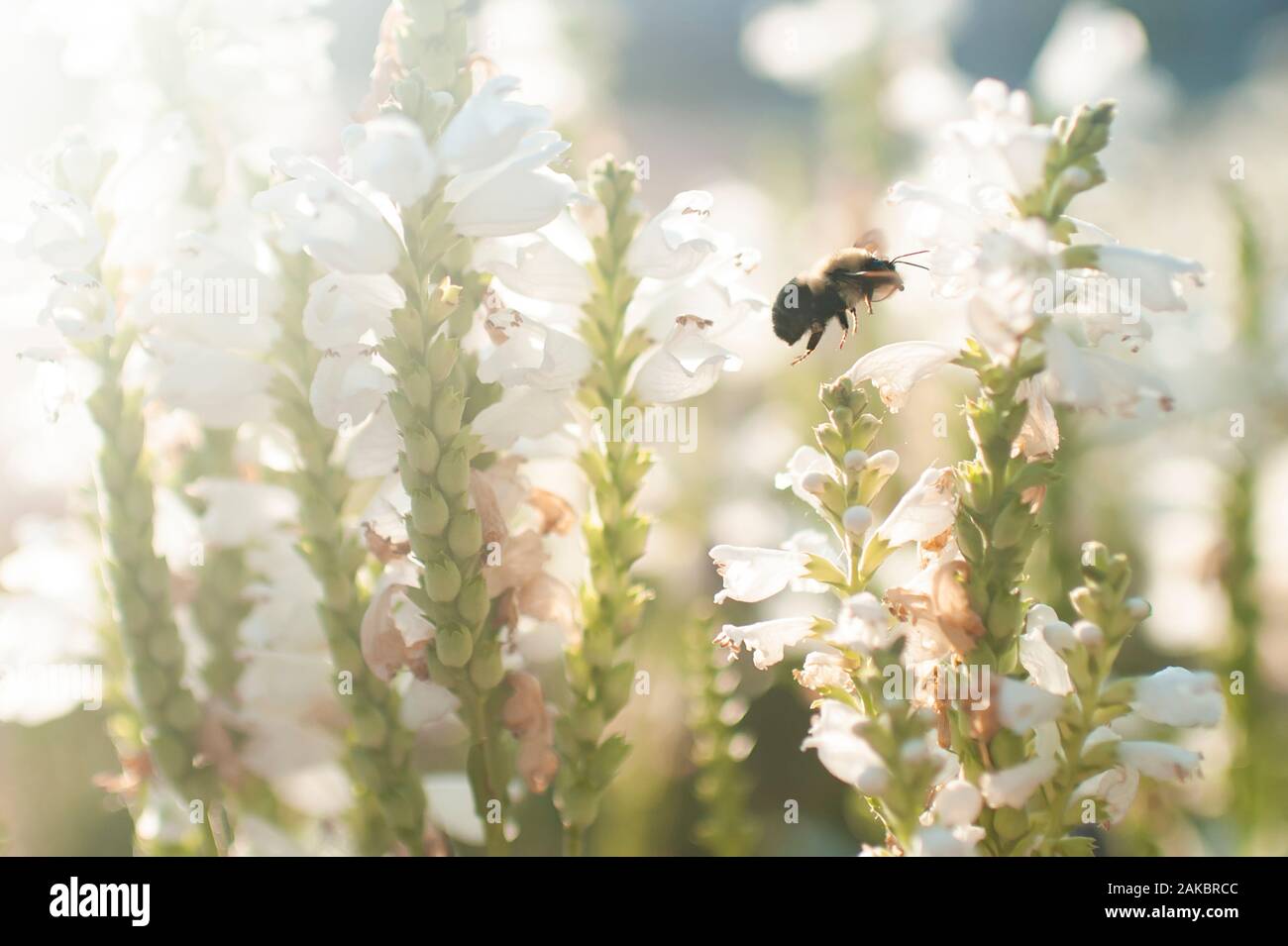 Nahaufnahme einer Biene, die im Garten im Freien bei schönem Licht fliegt Stockfoto