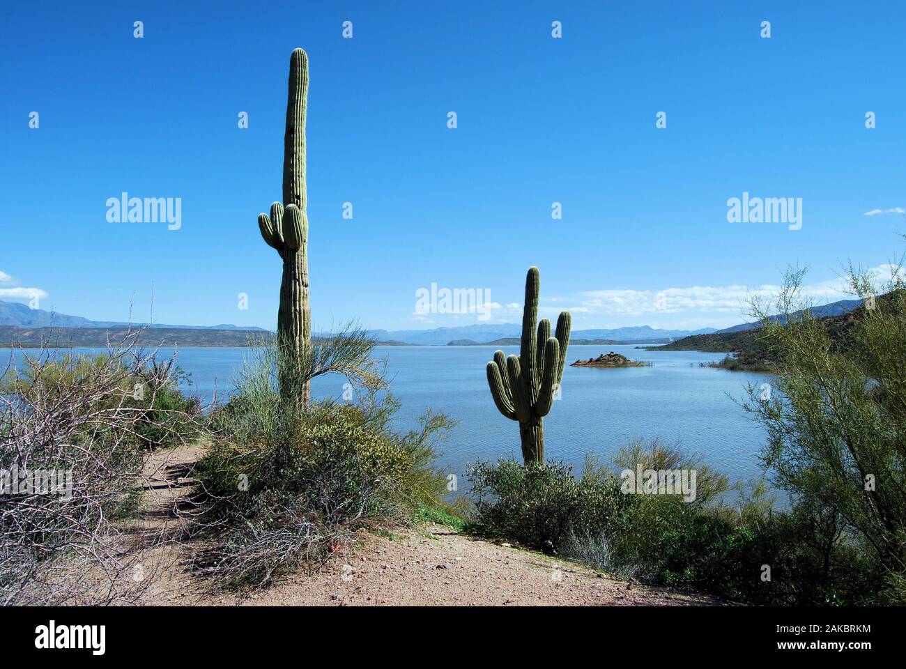 Blick auf den Roosevelt See östlich von Phoenix, Arizona Stockfoto