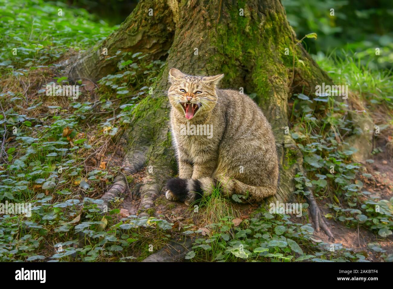 Die europäische Wildkatze (Felis silvestris) Sitzen mit geöffnetem Mund Zähne, seine charakteristischen buschigen Schwanz mit schwarzer Rins und eine schwarze Spitze Stockfoto