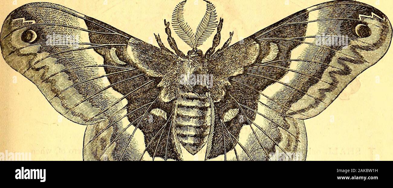 Brown House Moth Stockfotos Brown House Moth Bilder Alamy