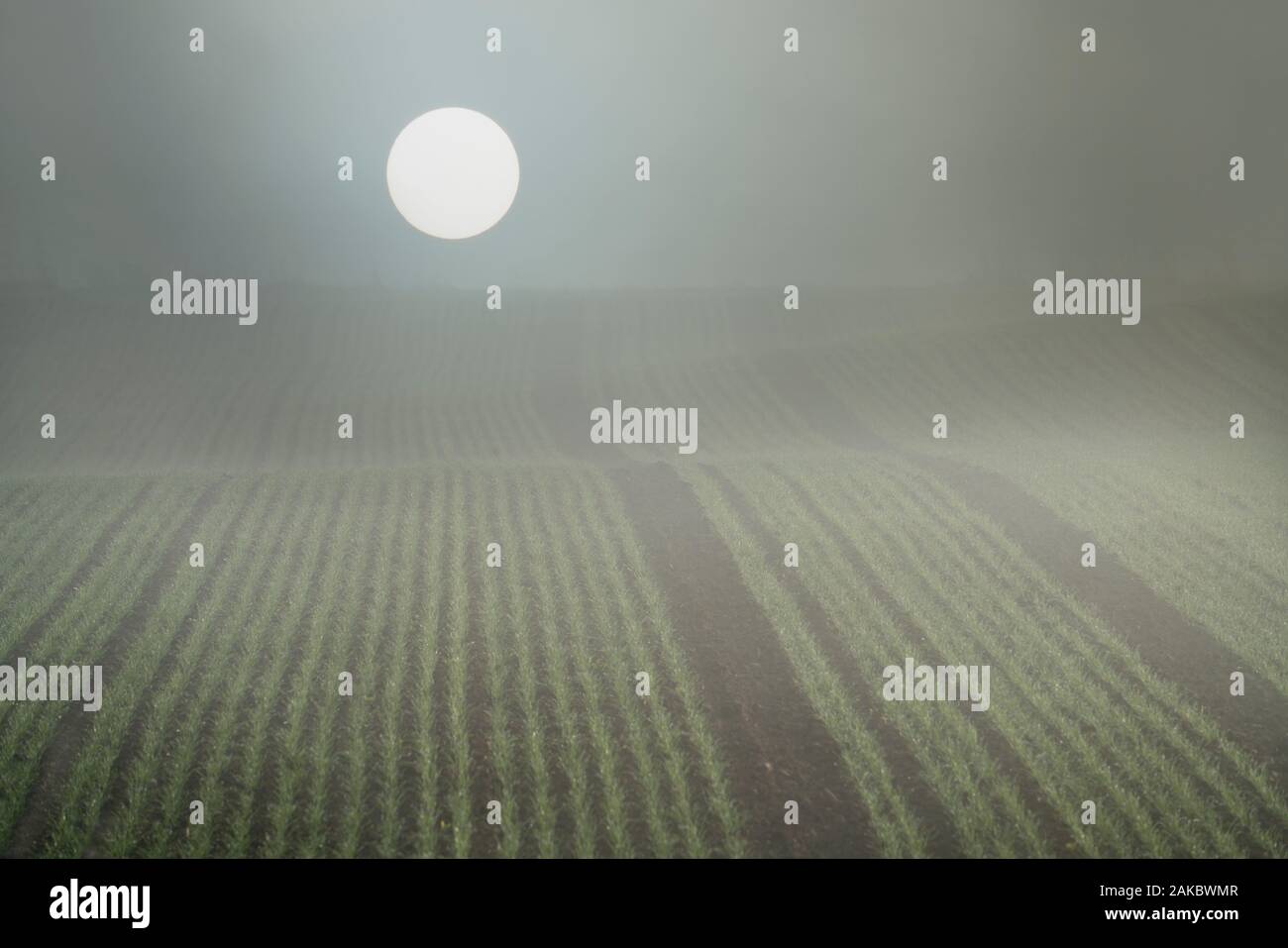 Neblige Landschaft, Oberweser, Wesertal, Weserbergland, Nordrhein-Westfalen, Hessen, Deutschland Stockfoto