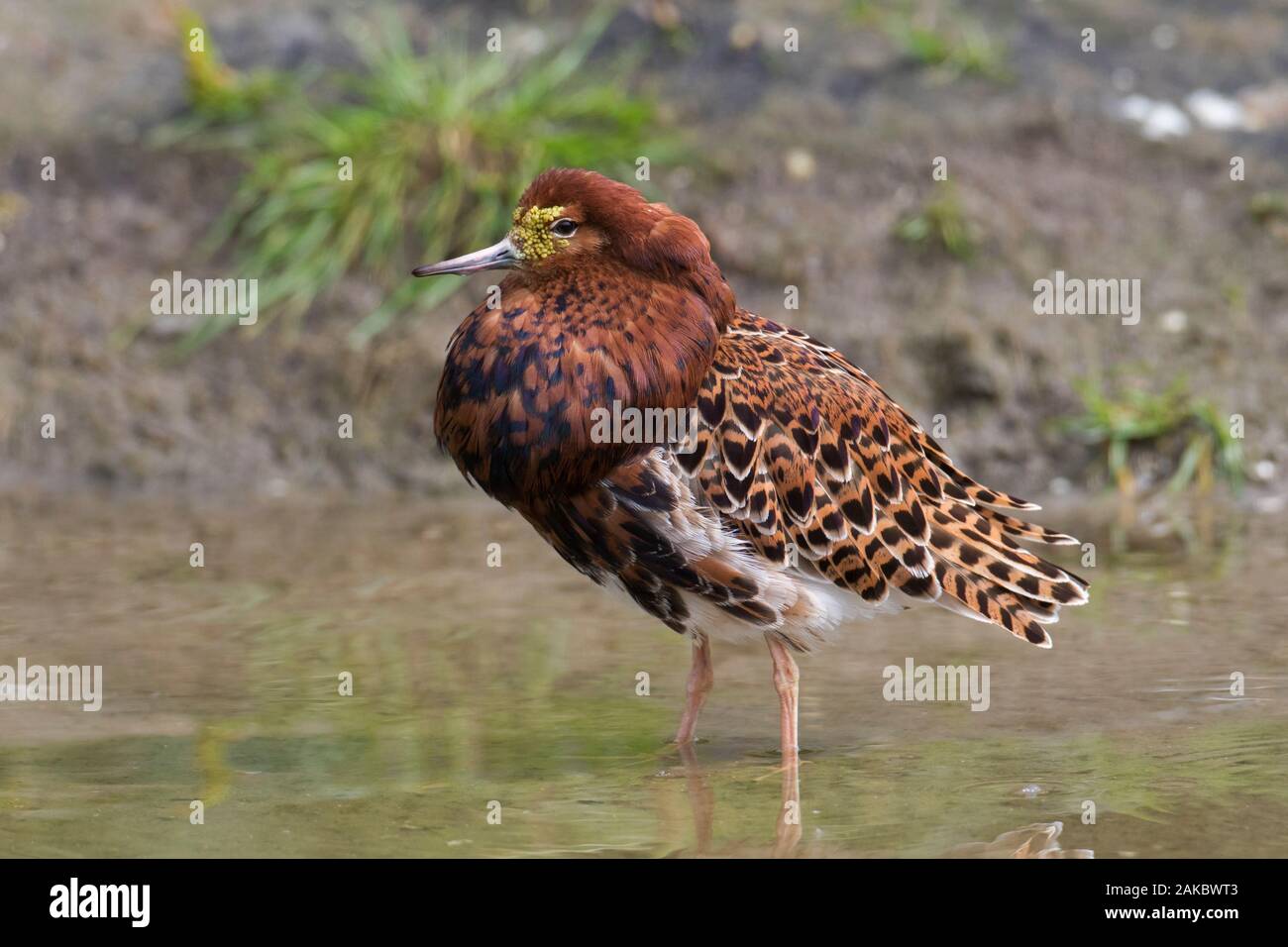 Ruff (calidris Pugnax) territoriale Rüde in der Zucht Gefieder Anzeigen in Feuchtgebieten im Frühjahr Stockfoto