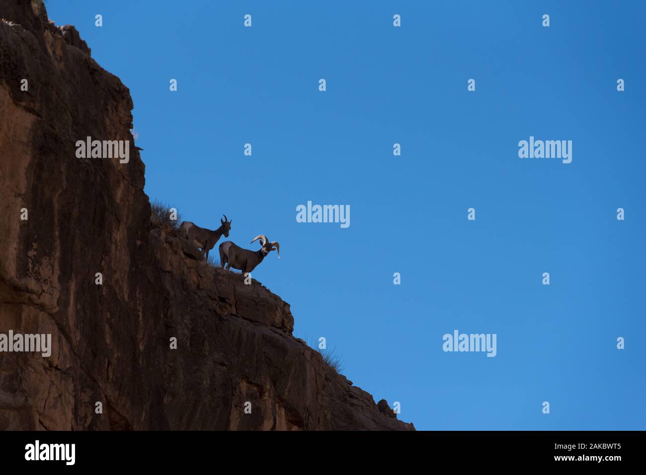 Auf einem Felsvorsprung über dem San Juan River im Süden Utahs wurden die Schafsilhouetten von Wüstenbighorn silhouettiert. Stockfoto