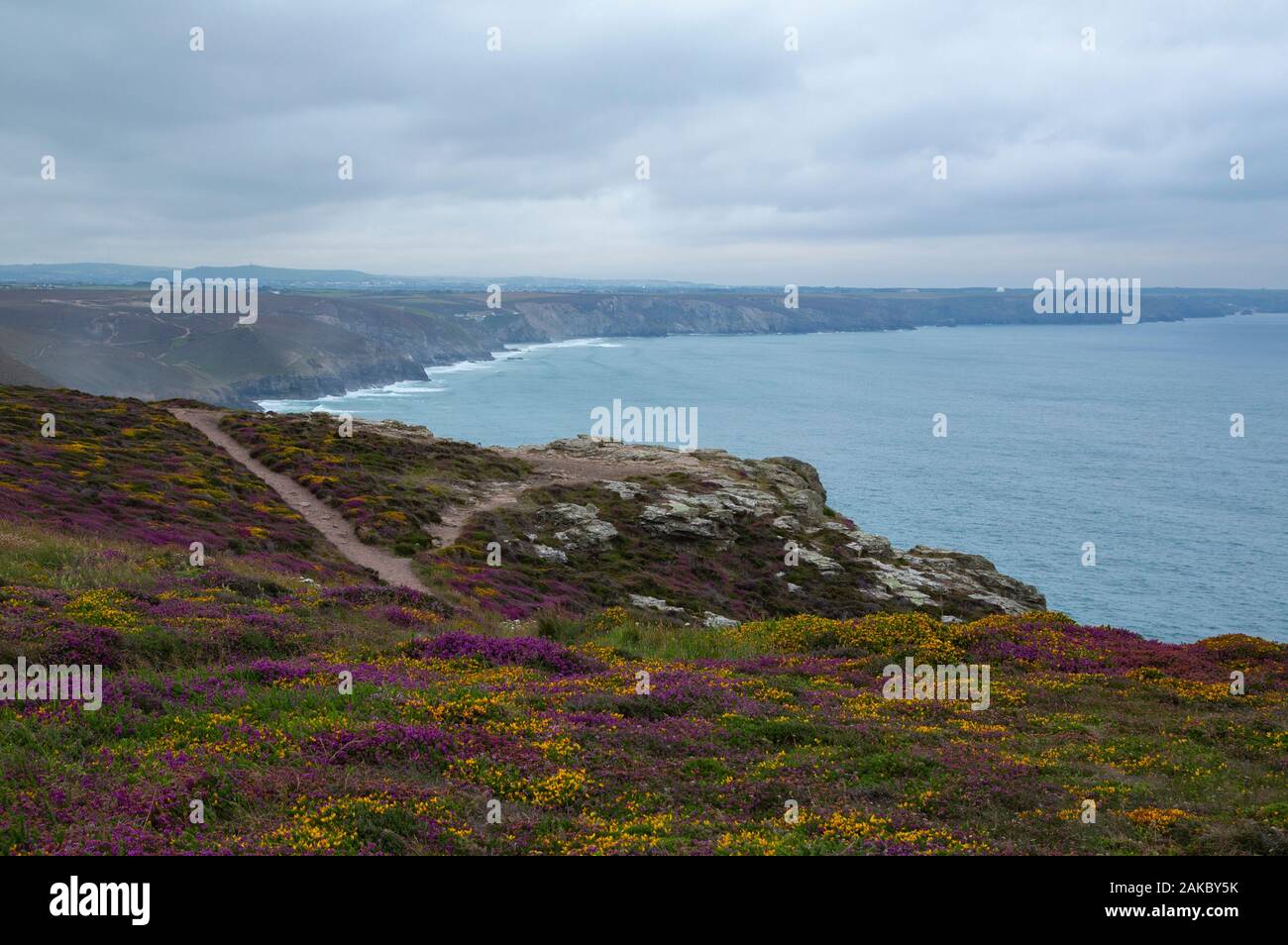 Heather auf die Klippen am Hl. Agnes Kopf in North Cornwall Stockfoto