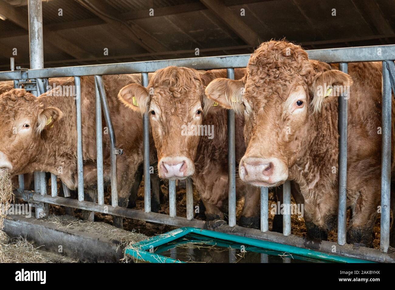 Limousin Kühe füttern in einer Scheune auf einem Bio-Bauernhof in den Niederlanden in der Nähe von Groningen Stockfoto