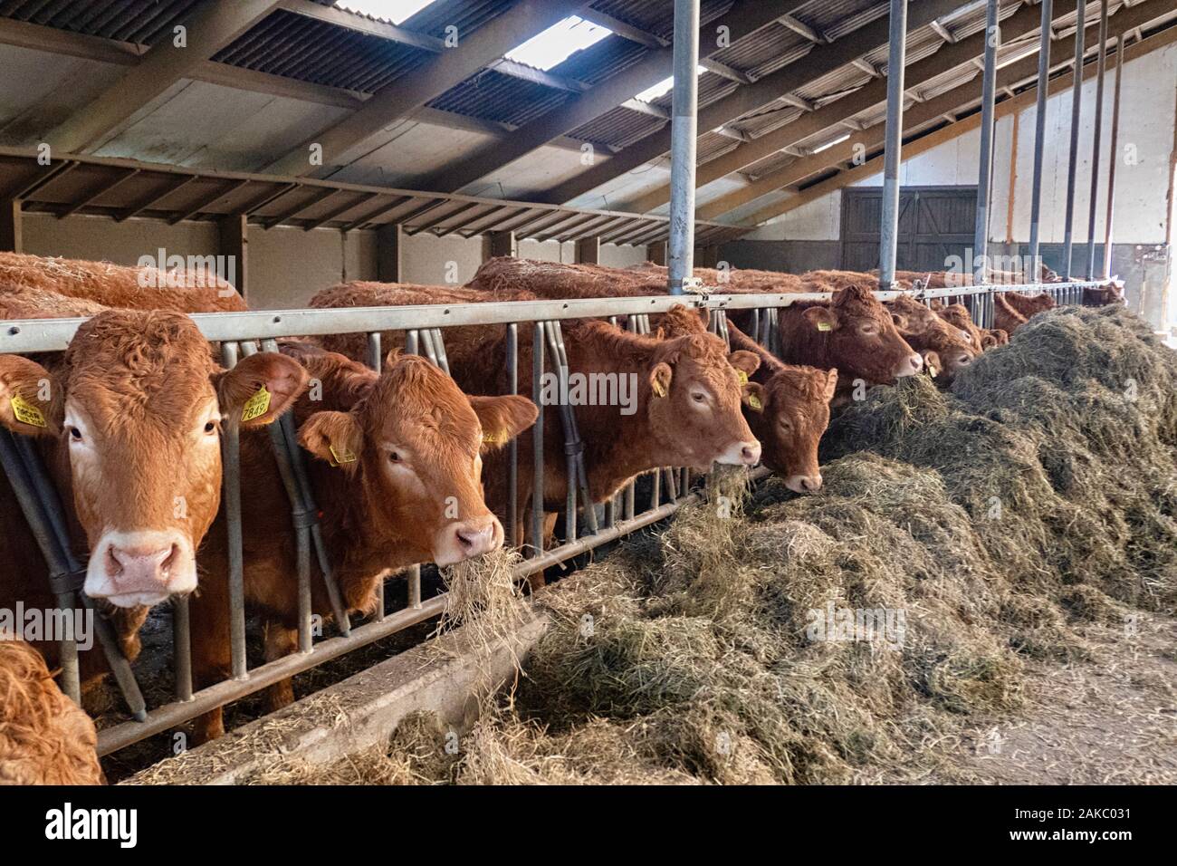 Limousin Kühe füttern in einer Scheune auf einem Bio-Bauernhof in den Niederlanden in der Nähe von Groningen Stockfoto