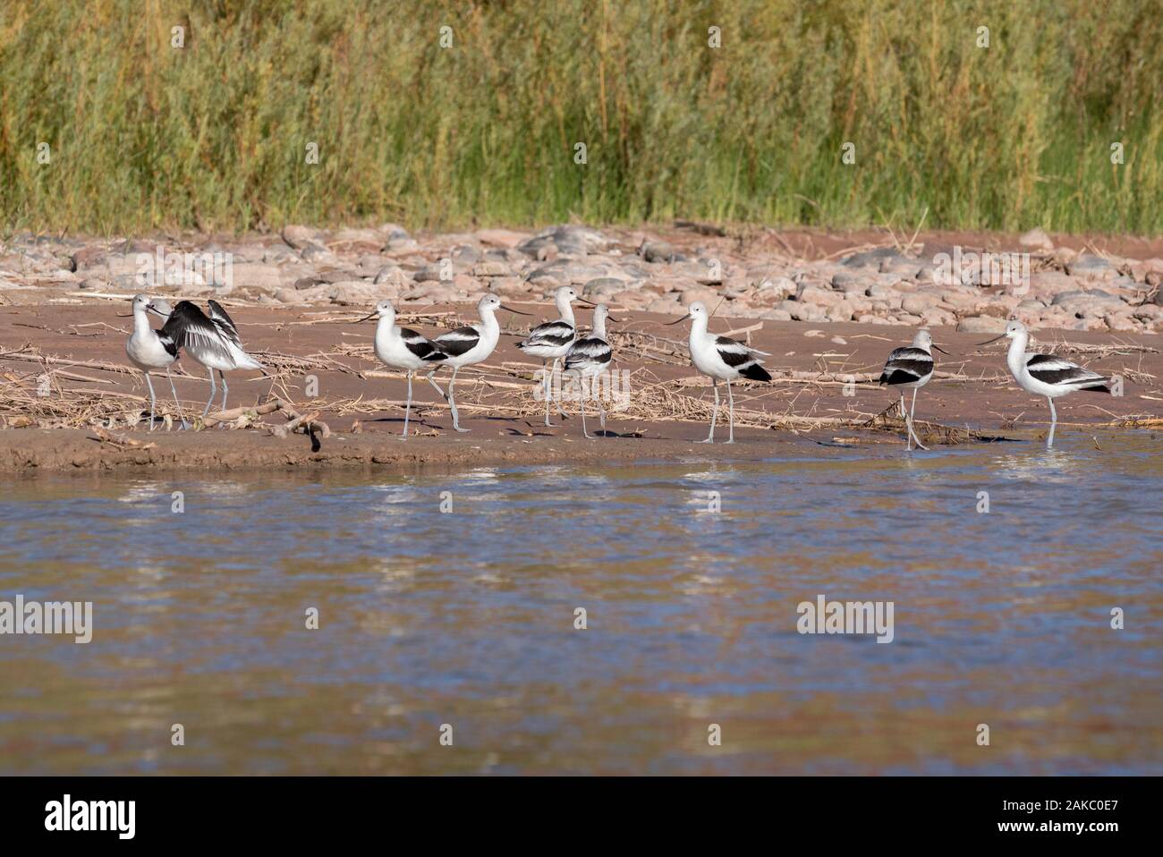 Amerikanische säbelschnäbler am Strand entlang des San Juan River im Süden von Utah. Stockfoto