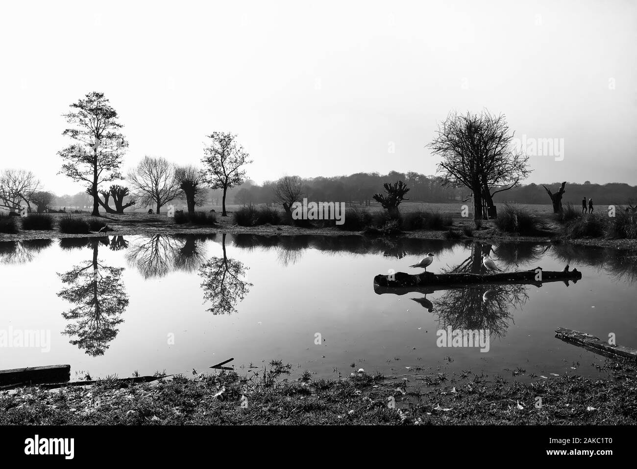 Landschaft Schwarz und Weiß mit Reflexionen von Bäumen, Ästen und Vögel auf der Oberfläche eines Teiches Stockfoto