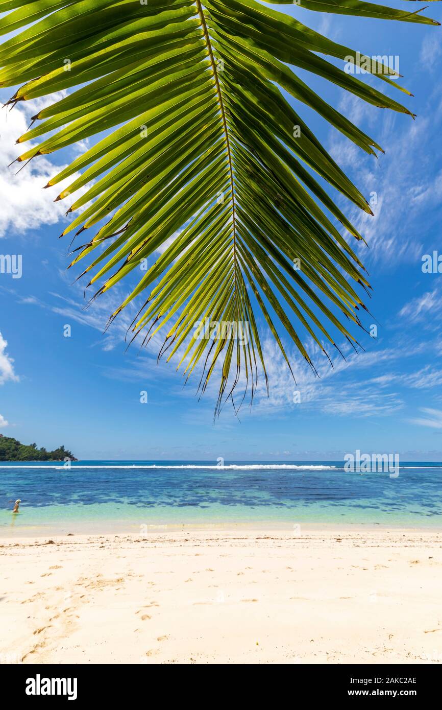 Seychellen, Mahe Island, Coconut Tree Branch an einem weißen Sandstrand in Baie Lazare Stockfoto