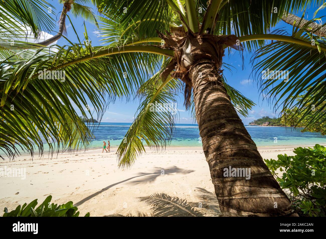 Seychellen, Mahe Island, Kinderwagen an einem weißen Sandstrand, gesäumt von Kokospalmen in Baie Lazare Stockfoto