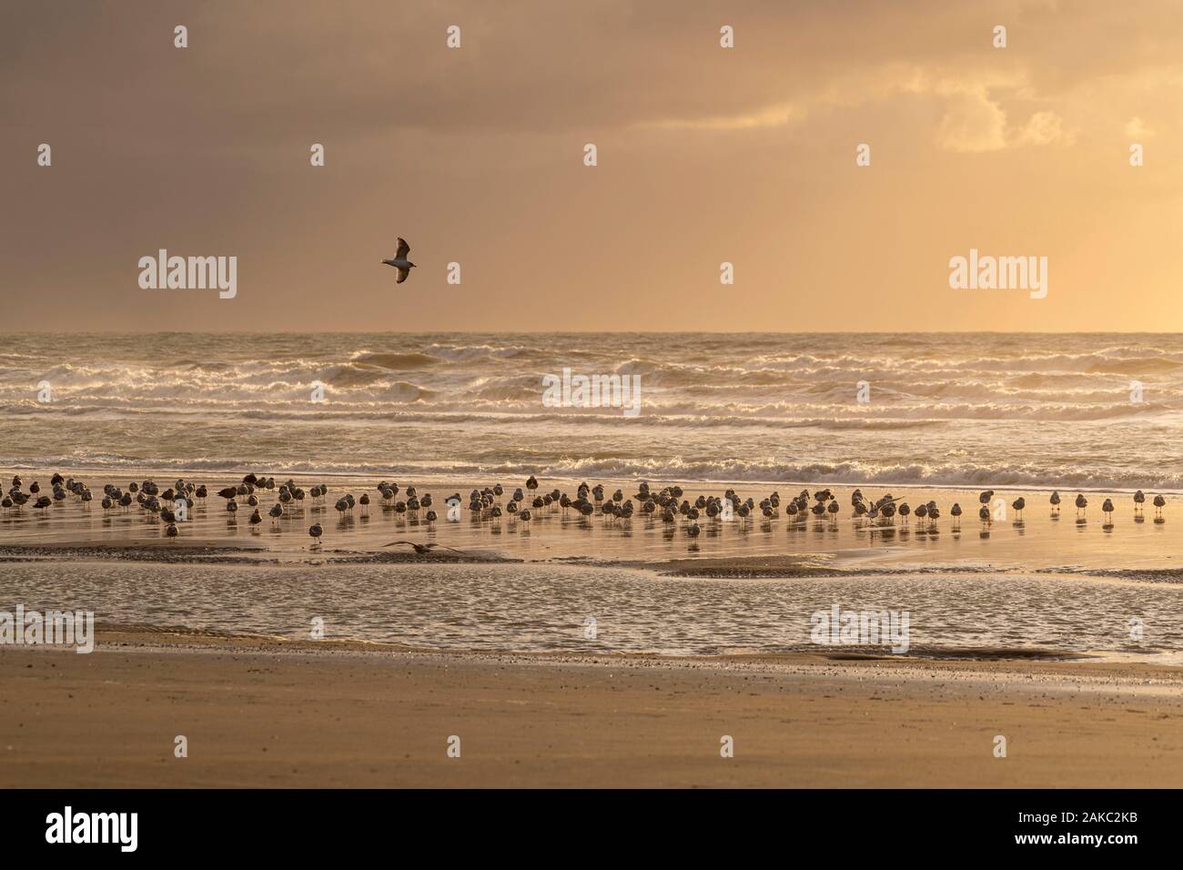 Frankreich, Somme, Quend-Plage, am Strand bei Flut, der Große Möwen (Larus canus-Mew Gull) folgen Sie dem Fluss ihr Essen zu finden Stockfoto
