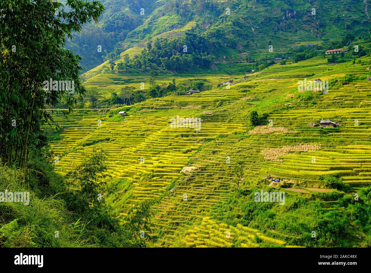 Vietnam, Ha Giang, Hoang Su Phi, Terrasse Reisfelder Stockfoto