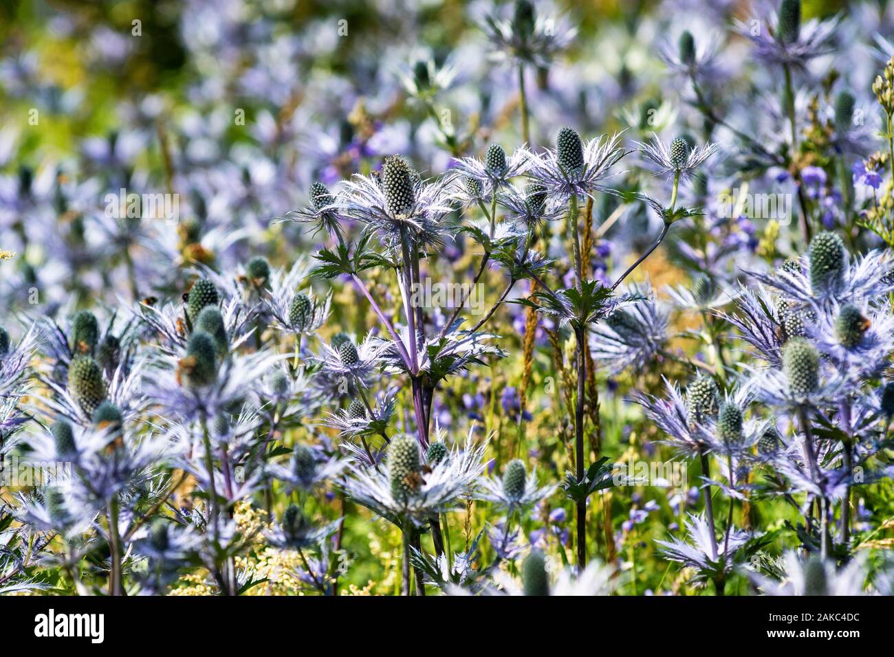 Frankreich, Hautes Alpes, Alpin Garden der Lautaret Pass Stockfoto