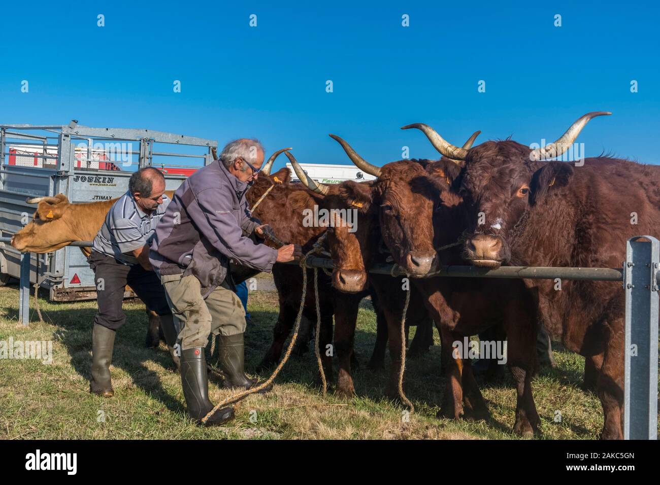 Frankreich, Puy de Dome, Beschwerden, Brion Viehmarkt, Regionaler Naturpark der Vulkane der Auvergne Stockfoto