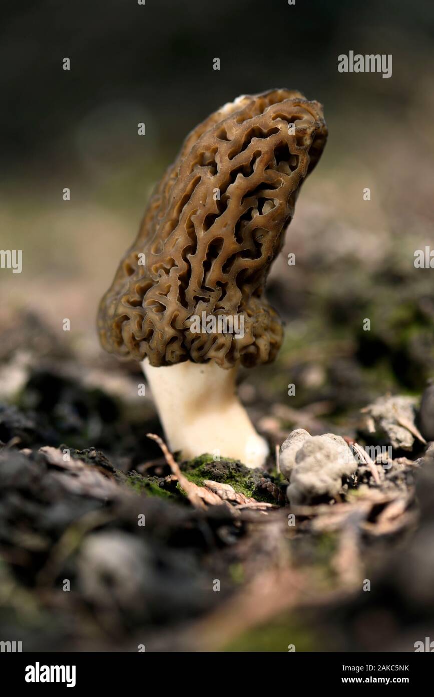 Morchella Deliciosa -Fotos Und -Bildmaterial In Hoher Auflsung Alamy