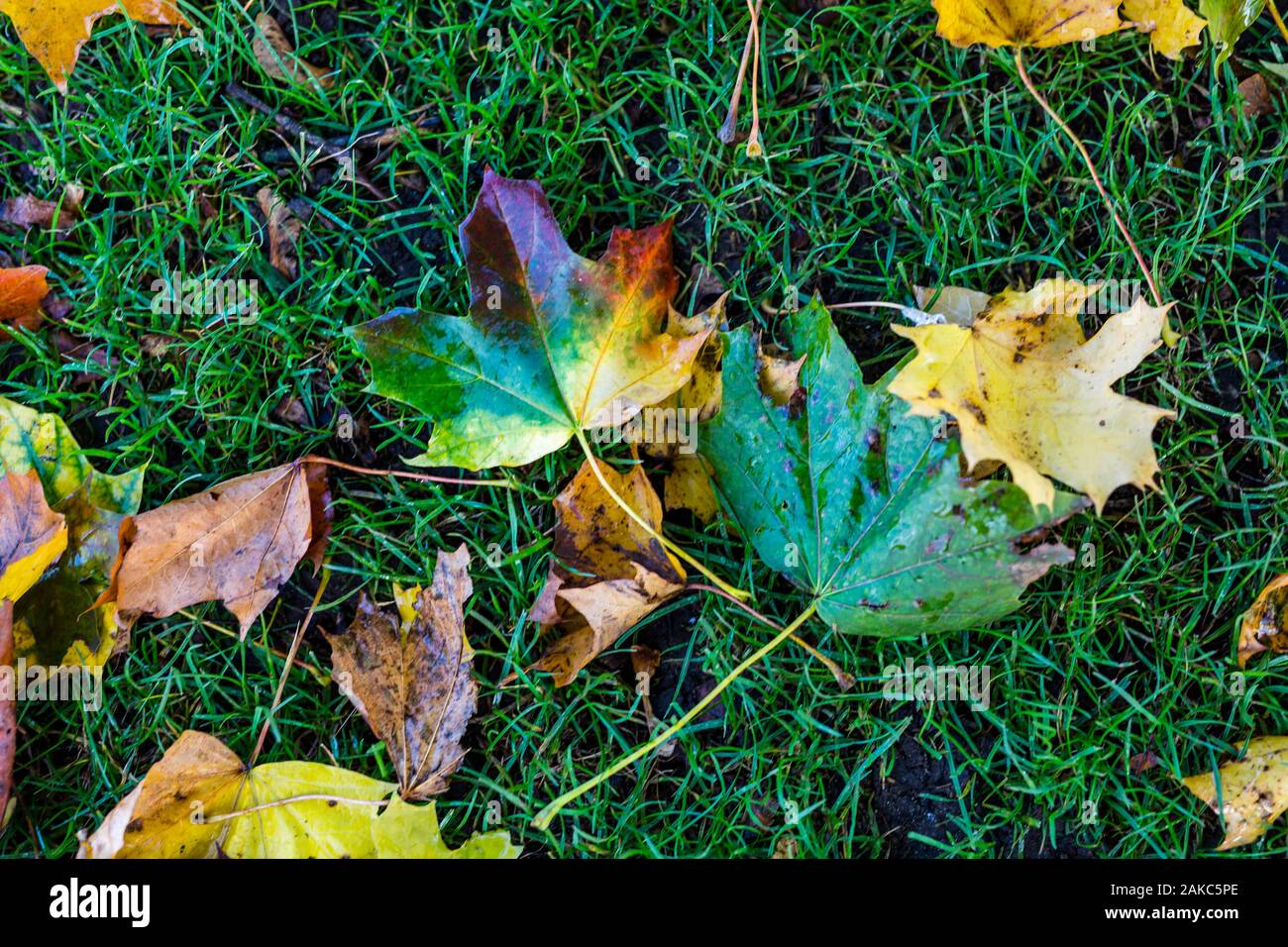 Ein Haufen von gefallenen Blätter im Herbst, der in der Farbe variieren die Darstellung der Schönheit des Herbstes Stockfoto