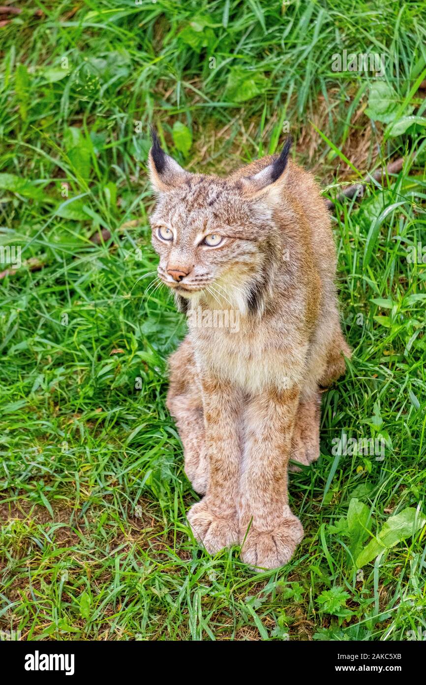 Kanada, in der Provinz Quebec, See Saint Jean region, Wild Zoo Saint Felicien, Lynx Stockfoto