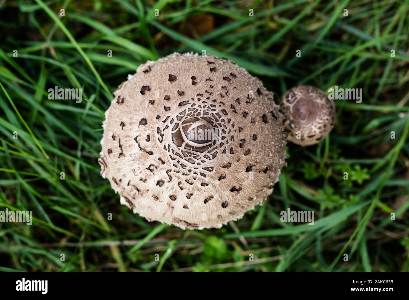 Safran-schirmpilz, Chlorophyllum rhacodes Pilz gefunden wild in der englischen Landschaft Stockfoto