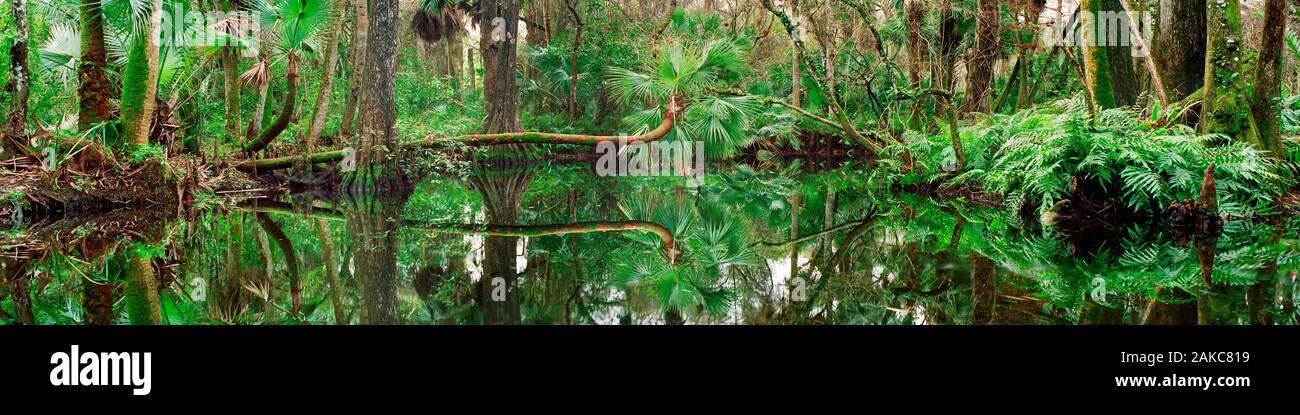 Blick auf die Bäume und Sträucher in der Nähe Loxahatchee River, Florida, USA Stockfoto