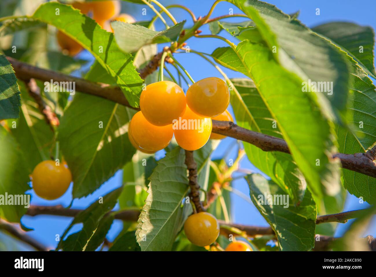 Süsse gelbe Kirsche wächst auf dem Baum Stockfoto