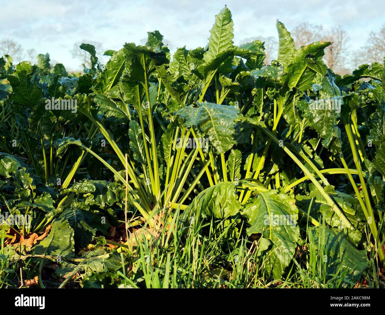 Nahaufnahme der gute Ernte der reifen Zuckerrüben Pflanzen warten auf die Ernte in einem Norfolk Feld an einem hellen Tag Anfang Januar. Stockfoto