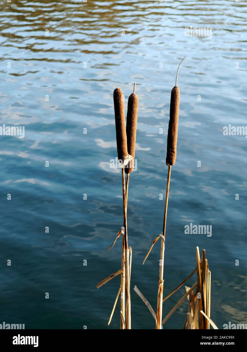 Die wurst geformt Blume Spike (weibliche Blüte) des gemeinsamen Feuchtgebiet Werk bekannt als rohrkolben oder reedmace, Latein Typha latifolia, durch ein Norfolk See. Stockfoto