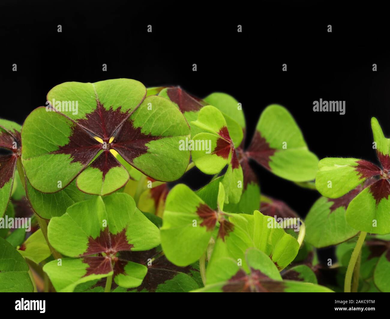 Four Leaf Clover, cloverleafs mit Miniatur Flasche Champagner auf schwarzen Hintergrund mit Kopie Raum Stockfoto