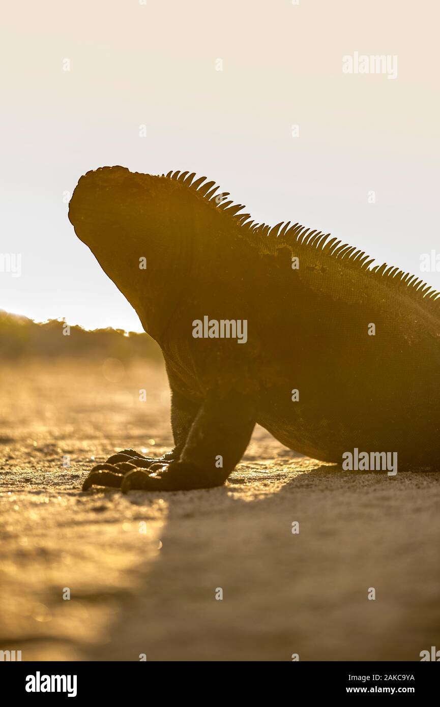 Ecuador, Galapagos Archipel, als Weltkulturerbe von der UNESCO, Insel San Cristobal, Marine iguana (Amblyrhynchus cristatus) bei Sonnenuntergang auf El Junco Lagune, einer der wenigen ständigen Quellen für frisches Wasser in der ganzen Galapagos, es Verhindert Verdampfung dank seiner Höhenlage - etwa 700 Meter über dem Meeresspiegel im feuchten Hochland von San Cristóbal Stockfoto