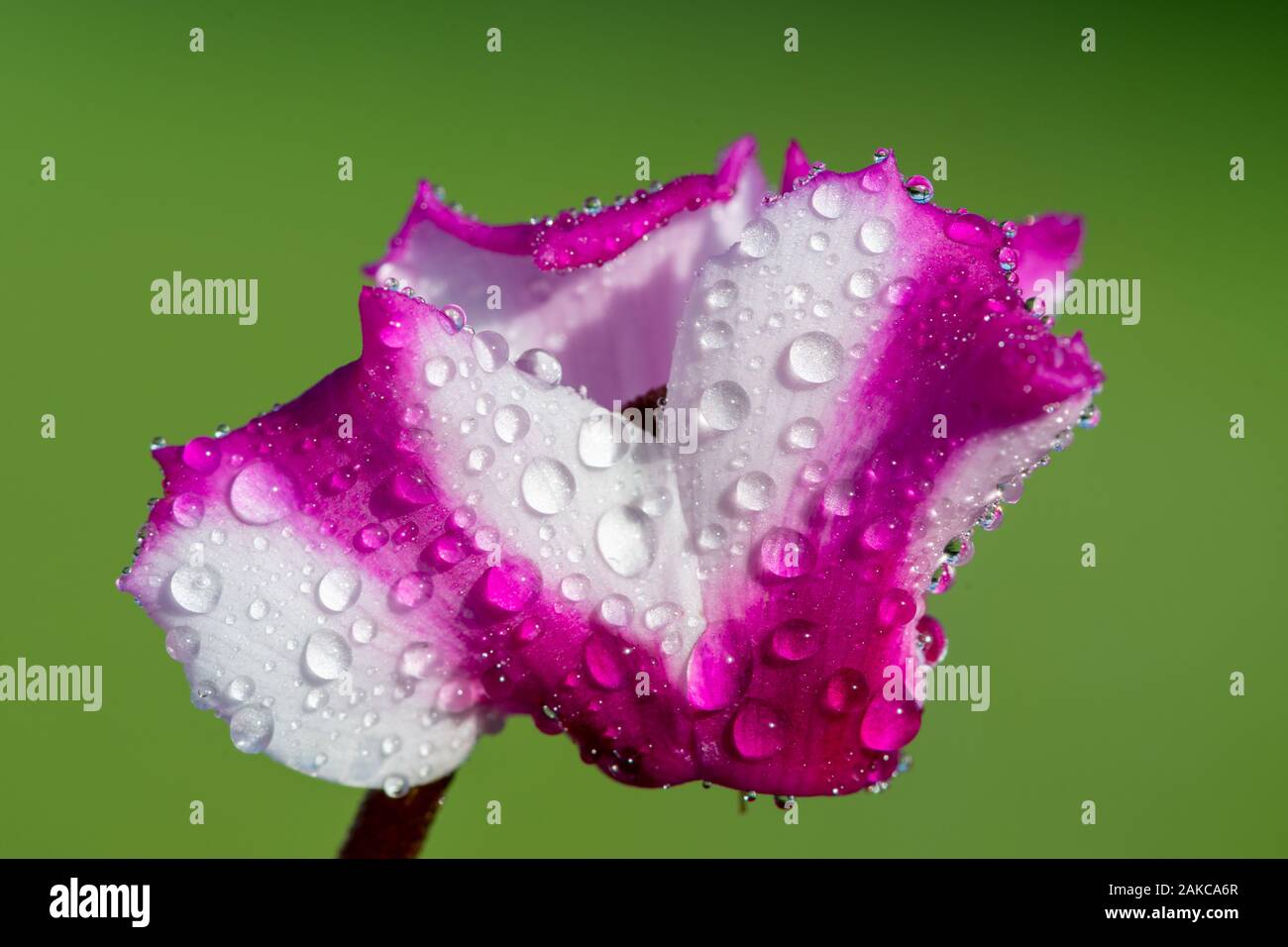 Makroaufnahme eines Cyclamen origami Blume in Wassertropfen bedeckt. Stockfoto