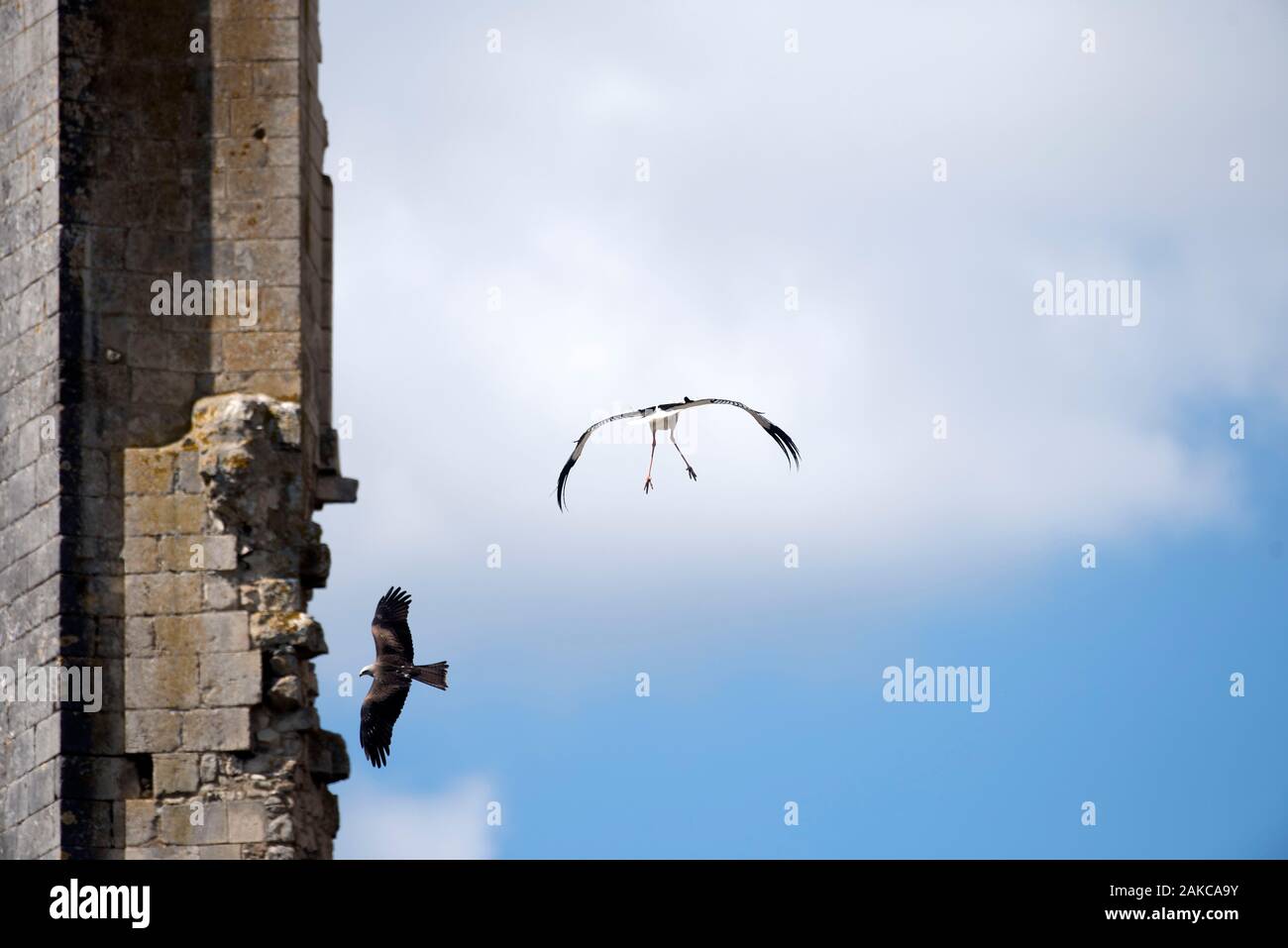 Weißstorch (Ciconia ciconia) und schwarzer Milan (MILVUS MIGRANS) Frankreich Stockfoto