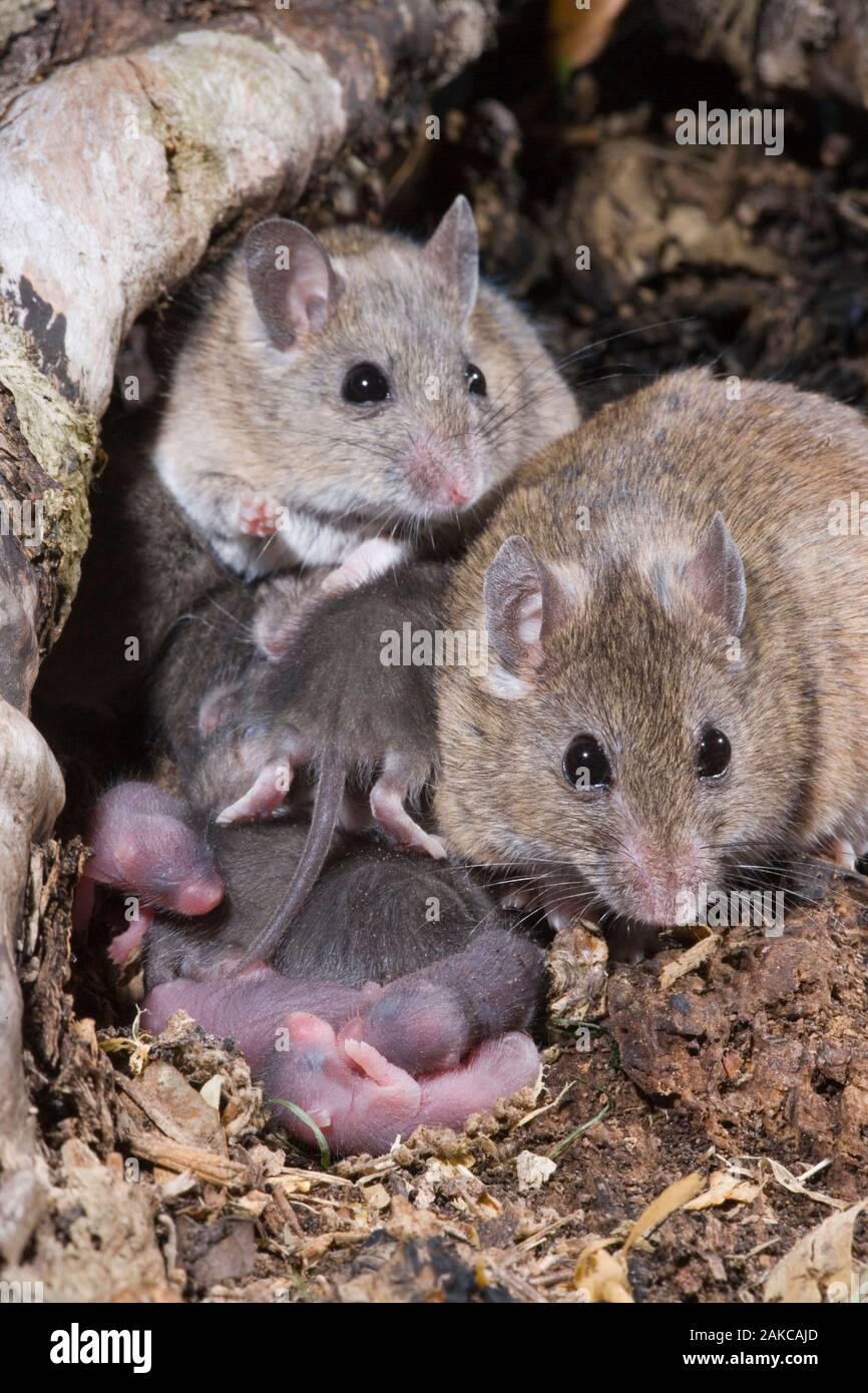 MULTIMAMMATE MÄUSE oder Afrikanische weichen Fell Ratte (Praomys Vielzitzenmäuse) natalensis). Gemeinsame brut Nest von zwei Frauen. Beachten Sie die unterschiedlichen Altersgruppen der Jungen. Stockfoto